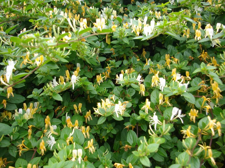 Caprifoglio del Giappone
