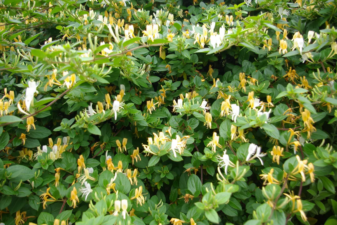 Caprifoglio del Giappone