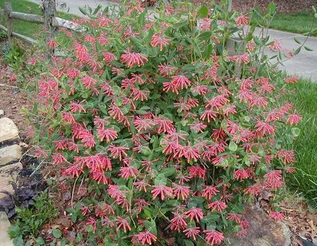 Varietà di caprifoglio rampicante