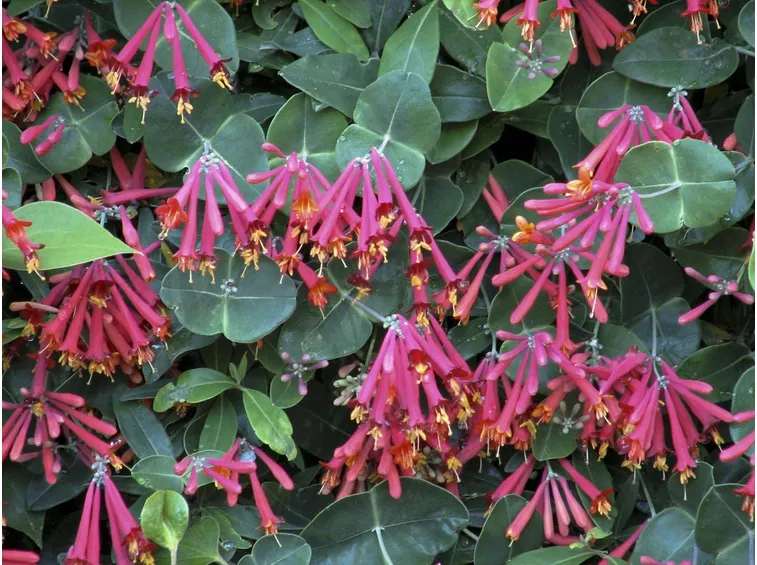 Varietà di caprifoglio rampicante