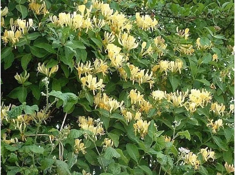 Caprifoglio fiorito