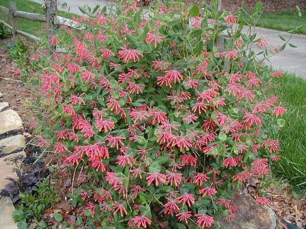 Varietà di caprifoglio rampicante