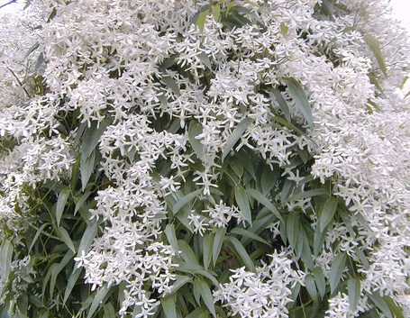 Clematis armandii