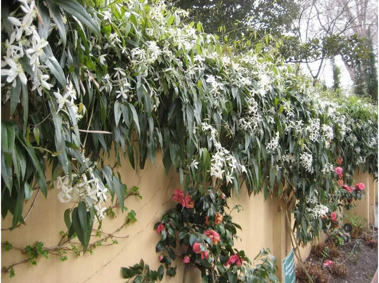 Clematis pianta