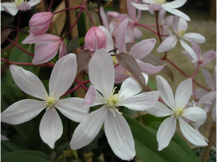 Fiore clematis