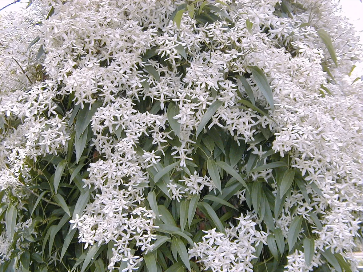 Clematis armandii