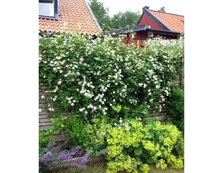 Comune immagine della Clematis Vitalba