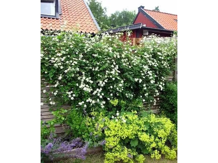 Comune immagine della Clematis Vitalba