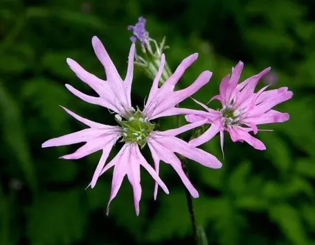 Esempio di cuculide