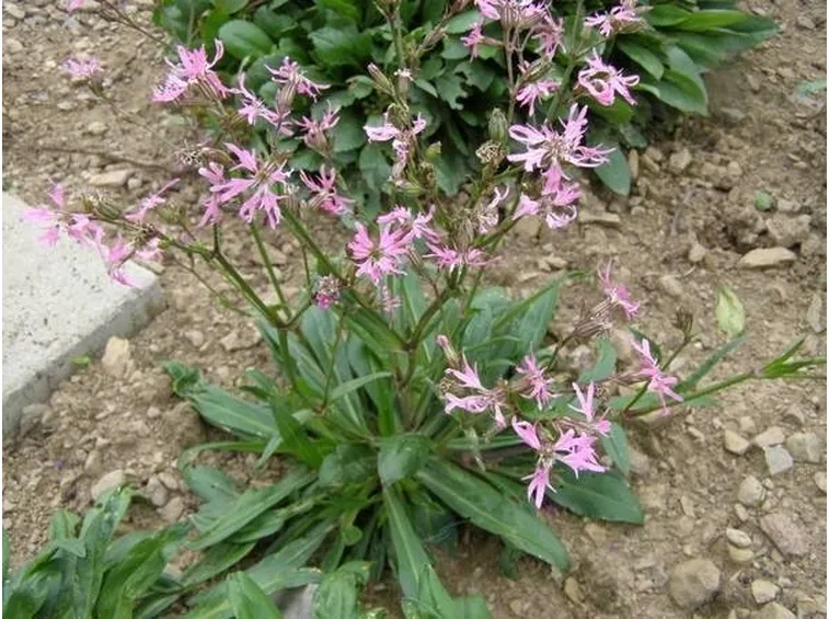 Pianta di cuculide