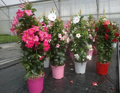 Dipladenia durante la fioritura