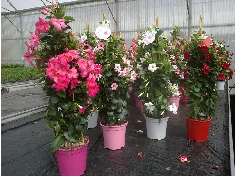 Dipladenia durante la fioritura