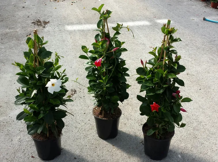 dipladenia