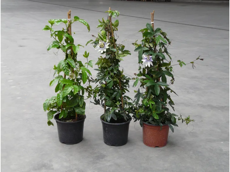 dipladenia