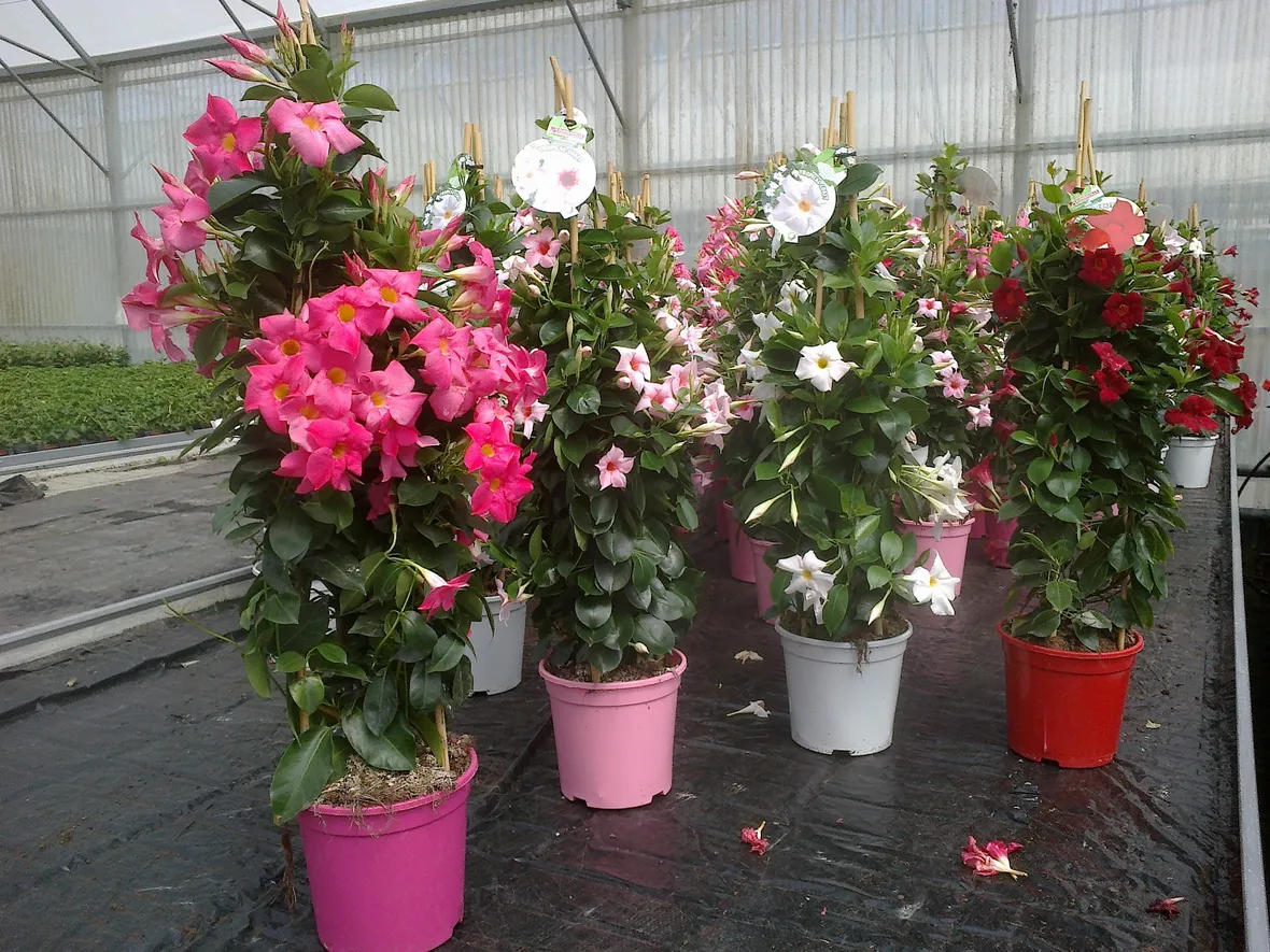 Dipladenia durante la fioritura