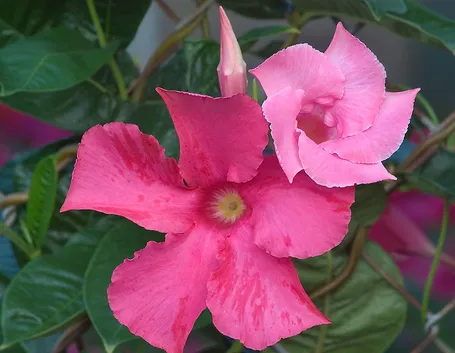 Dipladenia