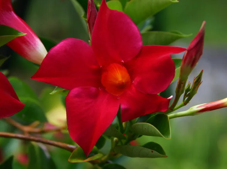 Fiore della Dipladenia