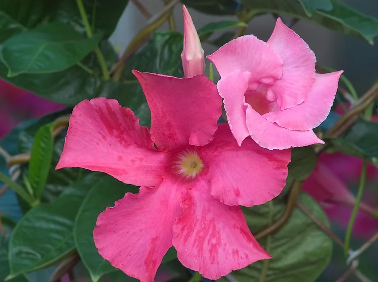 Dipladenia