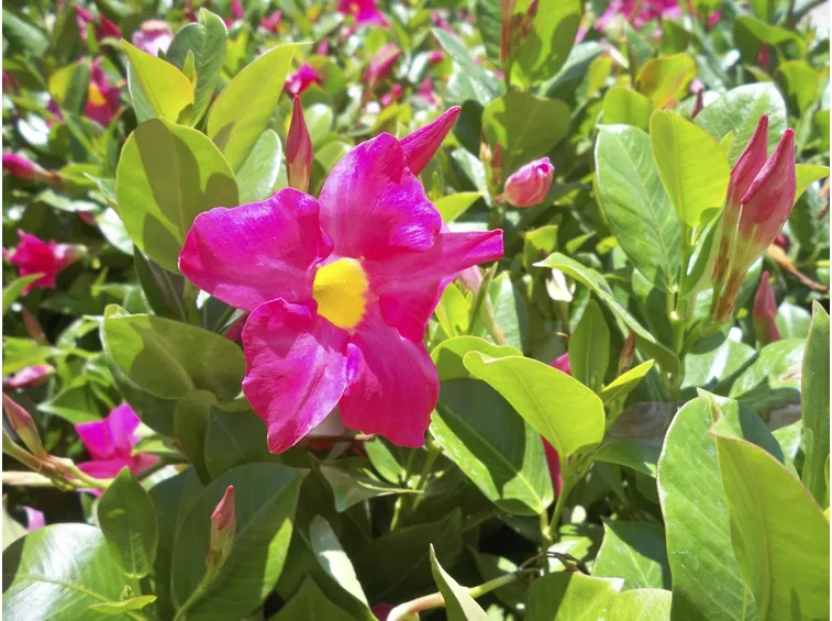 Dipladenia2