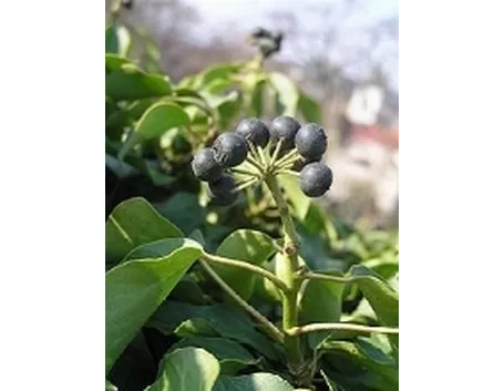 Edera (Hedera helix)