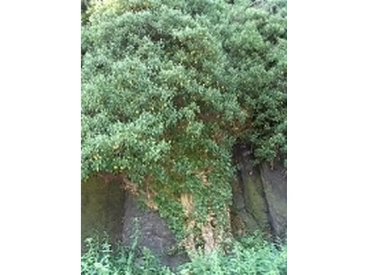 Edera (Hedera helix)