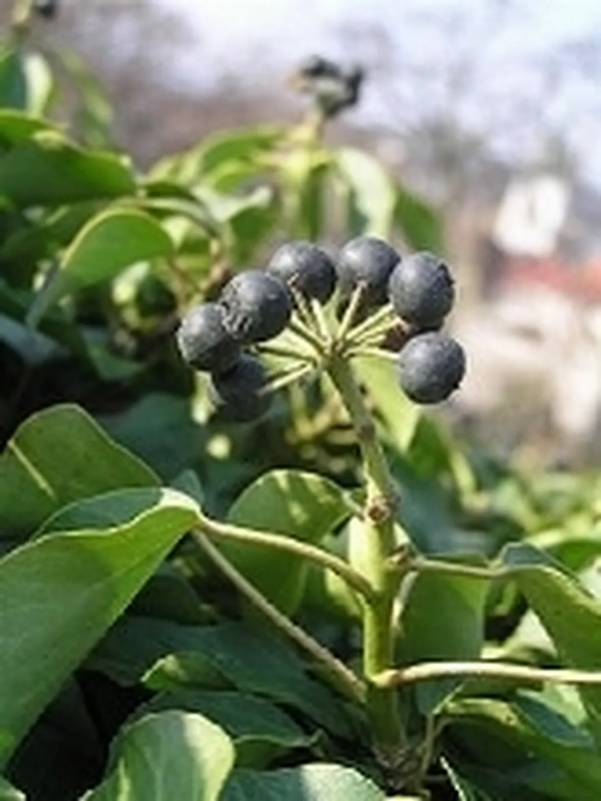 Edera (Hedera helix)