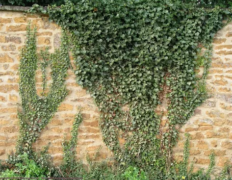Varietà di edera rampicante