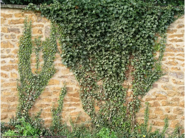 Varietà di edera rampicante