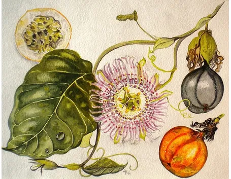Passiflora: fiore e frutti