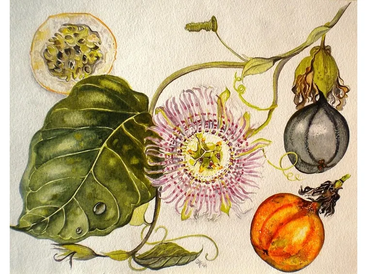 Passiflora: fiore e frutti