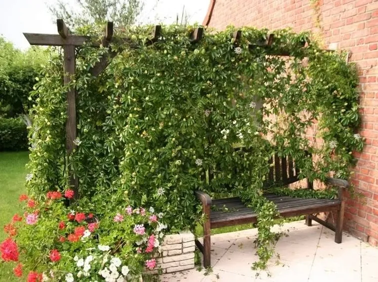 pianta del fiore della passione