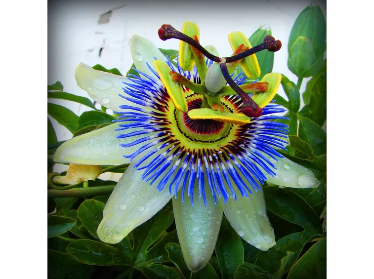 fiore della passione