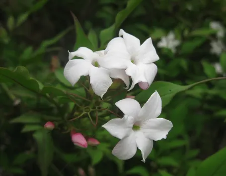Gelsomino (Jasminum officinale)