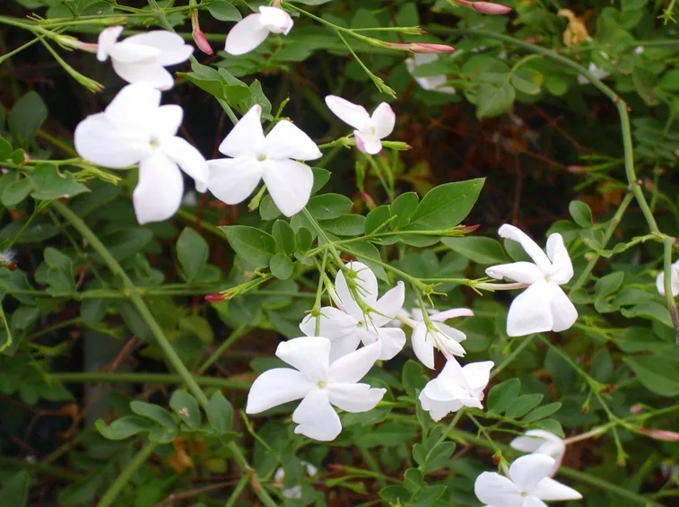 Gelsomino (Jasminum officinale)