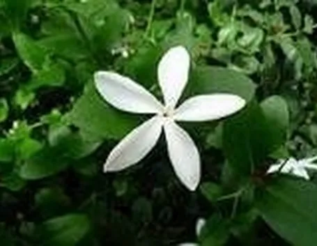 Gelsomino (Jasminum polyanthum)