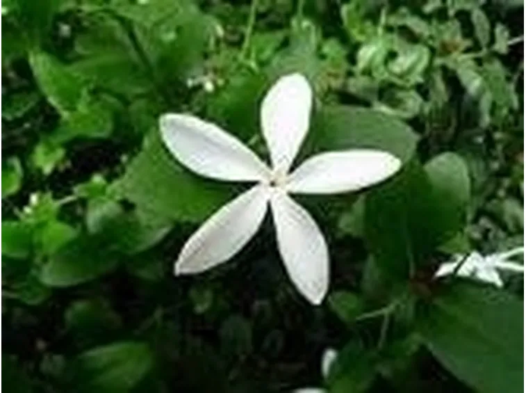 Gelsomino (Jasminum polyanthum)