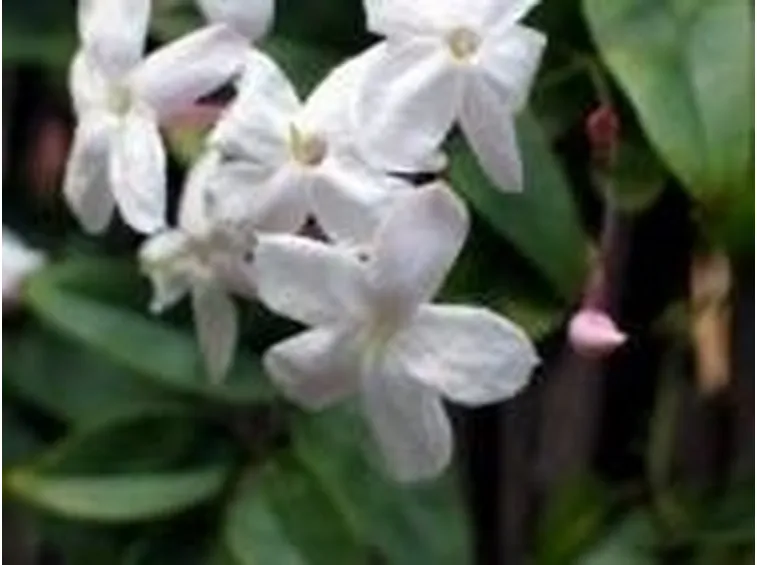 Gelsomino (Jasminum polyanthum)2