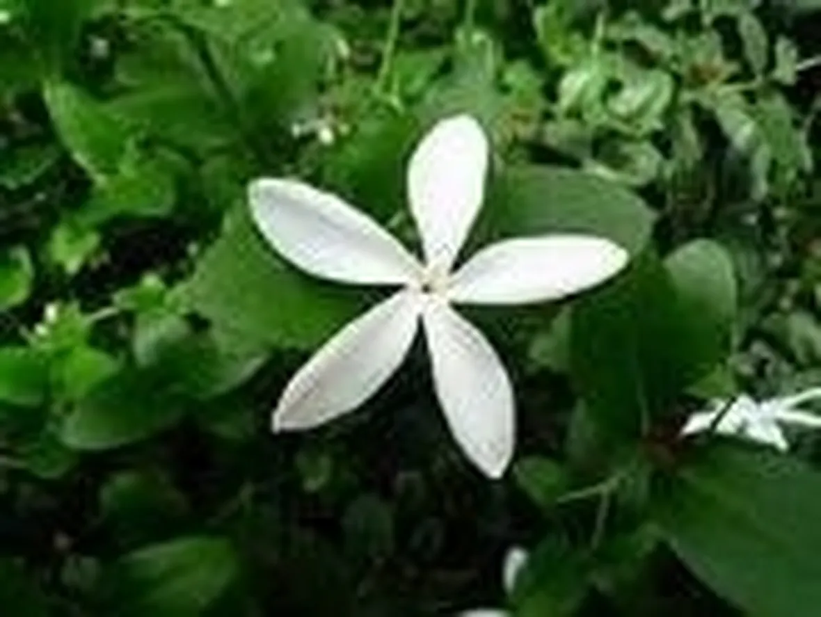 Gelsomino (Jasminum polyanthum)