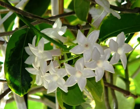 Gelsomino del Madagascar