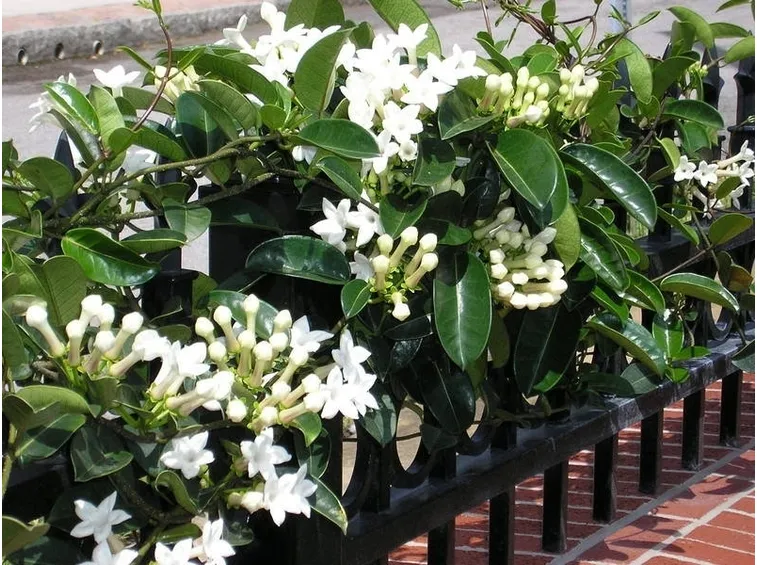 stephanotis floribunda