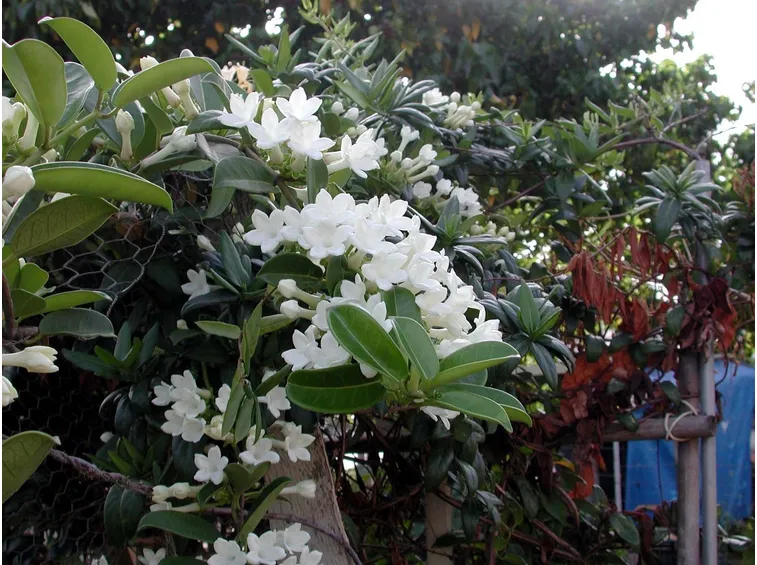 Stephanotis 