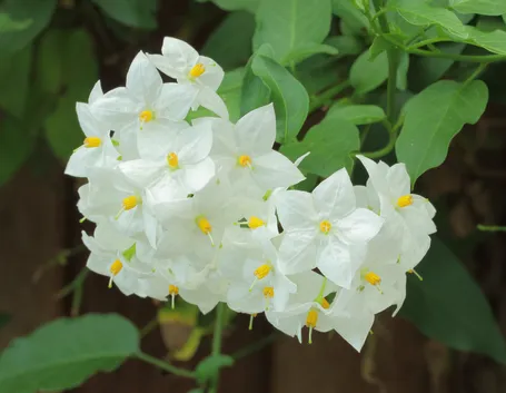 olanum jasminoides