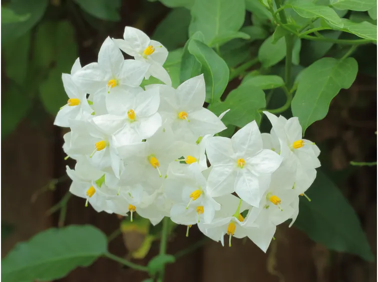 olanum jasminoides