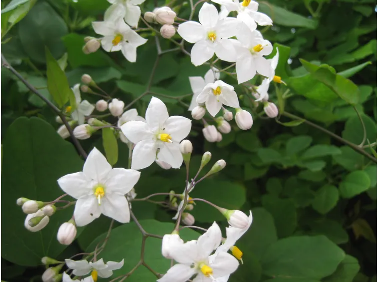 olanum jasminoides2