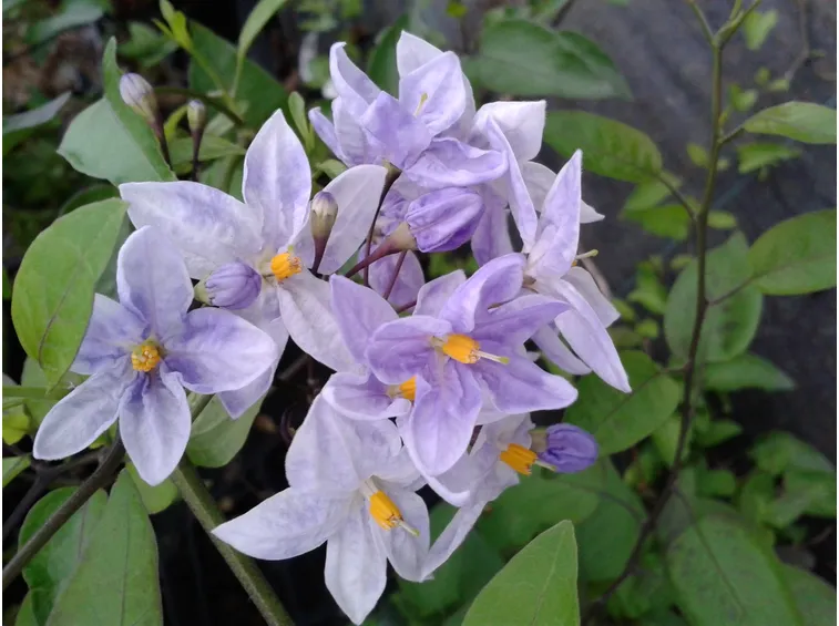 solanum 