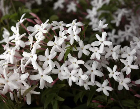 Fiori bianchi del gelsomino
