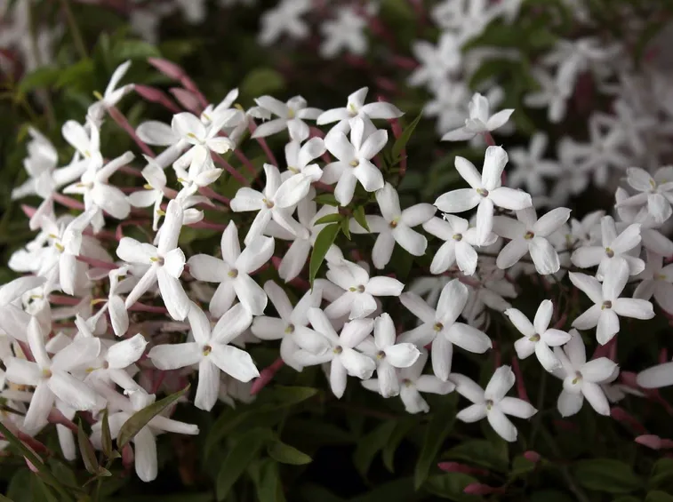 Fiori bianchi del gelsomino