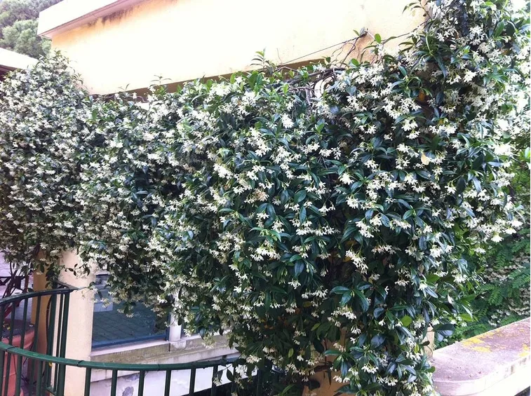 Come cresce il gelsomino