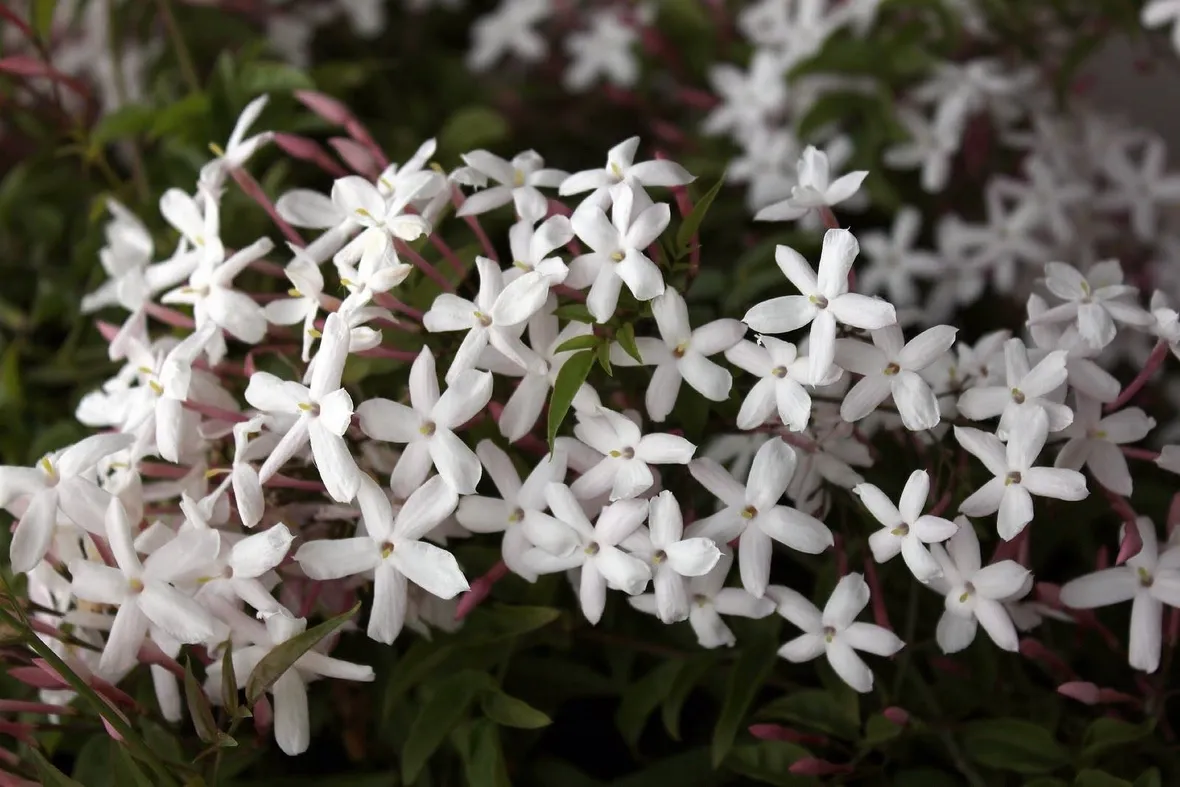 Fiori bianchi del gelsomino