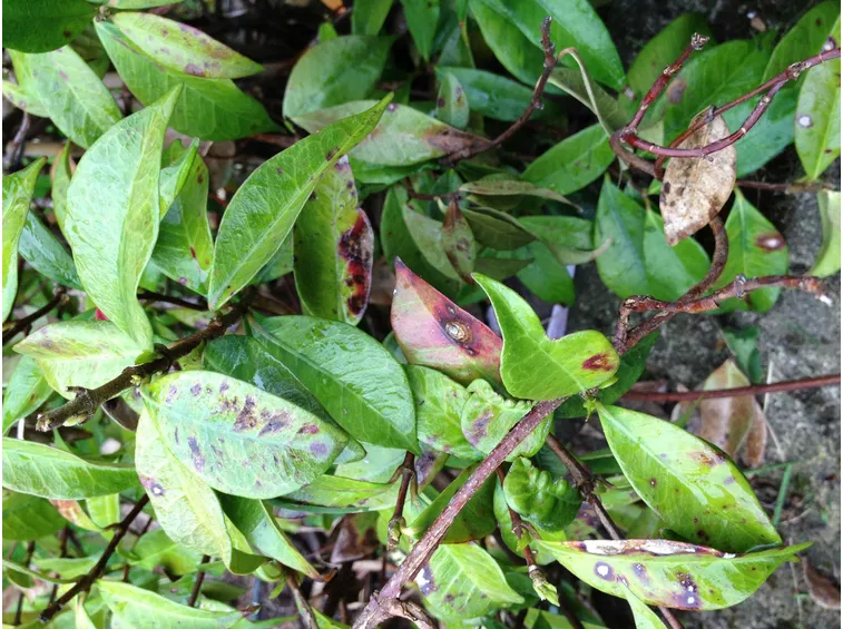 Malattia delle foglie del Gelsomino rampicante